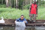 KKP Lepaskan Ratusan Arwana Jardini di Sungai Merauke