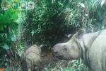 Polisi Banten Buru Tersangka Pemburu Badak Jawa di TN Ujung Kulon