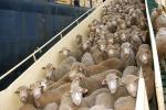 Australia Larang Ekspor Domba Hidup Melalui Laut Mulai 2028