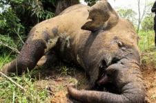 Polri Selidiki Kematian Gajah Hilang Gading di Aceh Utara