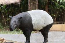 Bali Zoo Hadirkan Satwa Tapir Asia