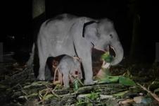 PKG Sebanga Riau Miliki Anggota Baru Seekor Gajah Sumatera