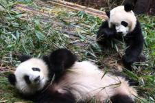 Pasangan Panda Siap Eratkan Persahabatan China-Spanyol