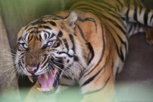 Tiga Harimau Mati di Medan Zoo