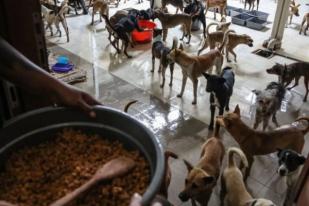 Polri Evakuasi Ratusan Anjing Selundupan dari Semarang ke Bogor