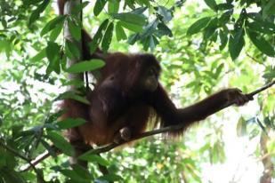 BKSDA Kalbar Lepasliarkan Dua Orangutan