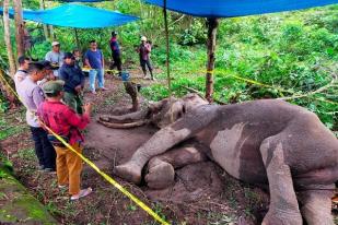 Polda Riau Usut Kematian Gajah Taman Nasional yang Diduga Diracun
