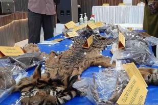 Polisi Aceh Gagalkan Perdagangan Kulit Harimau Sumatera