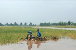 Akibat Banjir, Ribuan Hektare Lahan Sawah di Jateng Terancam Gagal Panen 