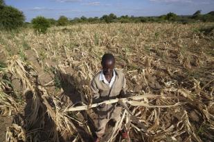 Kekeringan Ekstrem Melanda Afrika Bagian Selatan, Jutaan Orang Dalam Kelaparan