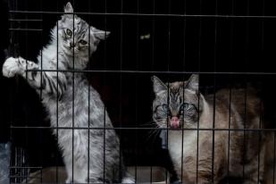 Pelihara 160 Kucing, Pasangan di Prancis Dihukum dan Dilarang Miliki Hewan Peliharaan