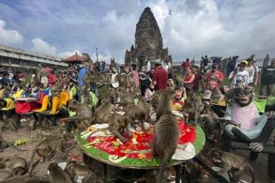 Thailand Buat Rencana Damai Atasi Konflik dengan Monyet di Kota Wisata Lopburi