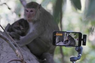 Kamboja Selidiki Pelecehan pada Monyet oleh Youtuber di Situs UNESCO Angkor
