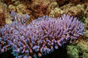Great Barrier Reef di Australia Dilanda Pemutihan Yang Ekstrem