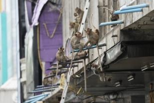 Warga Kota di Thailand Dibuat Marah Oleh Perampokan Monyet 