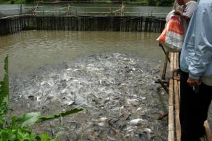 Ikan Patin Bantu Pendapatan Masyarakat Rp 200 Miliar