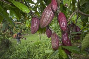Produksi Coklat Malaysia Anjlok Setelah RI Terapkan Pajak Ekspor