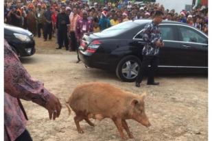 Adegan Lucu Babi Terobos Ring 1 Jokowi Diabadikan Sekum PGI