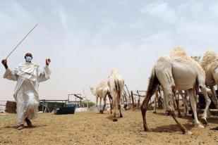Arab Saudi Larang Berkurban dengan Unta