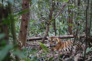 Indonesia Kehilangan Hutan Konversi Terbesar di Dunia