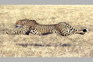 Cheetah di Ambang Kepunahan