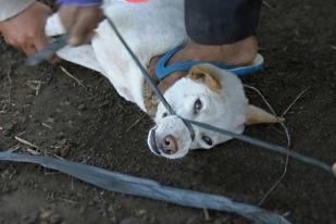 Lebih dari 100 Ribu Anjing Dipotong Setiap Tahun di Bali