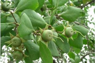 Buah Mangrove Jadi Makanan Olahan