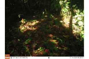 Burung Tokhtor Sumatra yang Terancam Punah Tertangkap Kamera