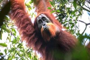 Spesies Baru Orangutan Tapanuli Ditemukan di Pulau Sumatera