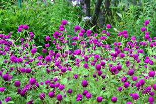 Bunga Kenop Berkhasiat Alami Antiasmatik