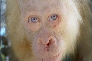 Orangutan Albino Perlu Hutan Khusus