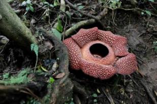 Dua Rafflesia Arnoldii Mekar di Kaur Bengkulu