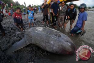 Temuan Ikan Mola-mola di Teluk Palu, Dorong Penelitian Lebih Lanjut