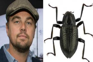Spesies Kumbang Baru Dinamai Leonardo DiCaprio