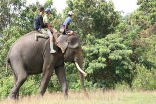 Penyayang Hewan Serukan Stop Tunggangi Gajah