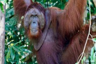 Menyelamatkan Orangutan Lewat Pariwisata