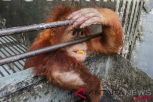 Peneliti: Kondisi Populasi Orangutan Kalimantan Kritis