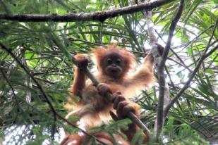 Potensi Bio-bridge Orangutan Tapanuli Terancam Kehadiran PLTA