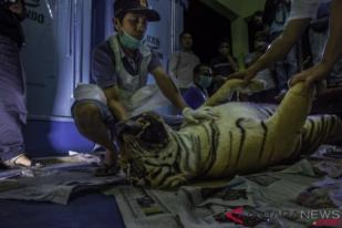 Kebijakan China Bisa Memicu Perburuan Harimau Sumatera
