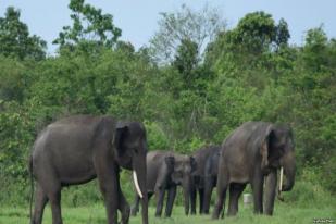 Benteng Terakhir Gajah Sumatera di Bengkulu Terancam