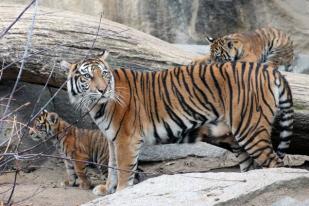 Tiger Diplomacy, Perkuat Hubungan Indonesia – Jerman