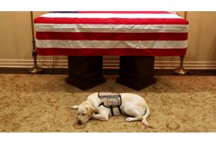 Sully, Service Dog Mantan Presiden George HW Bush Ikut Berduka
