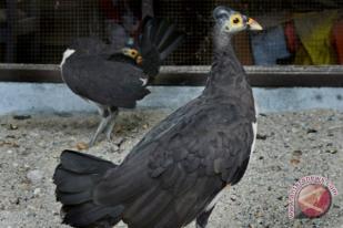 15 Persen Burung Endemik Indonesia Terancam Punah