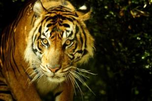 Dijodohkan, Harimau Sumatera Dipindahkan ke London 