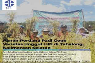 Panen Perdana, Padi Gogo LIPI Dukung Pembangunan Pertanian Ramah Lingkungan