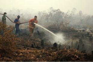 Kebakaran Ratusan Ha Hutan dan Lahan di Riau, Warga Merasa ‘Sesak’