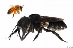 Lebah Raksasa dari Maluku Terbesar Dunia Ditemukan di Indonesia