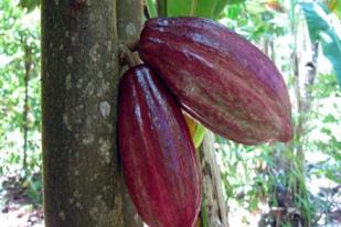 Teknologi Mikrografting untuk Tingkatkan Produksi  Kakao