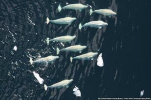 Rusia akan Bebaskan Hampir 100 Paus Orca dan Beluga