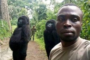 Gorila Ikut Selfie dengan Tim Antiperburuan di Kongo